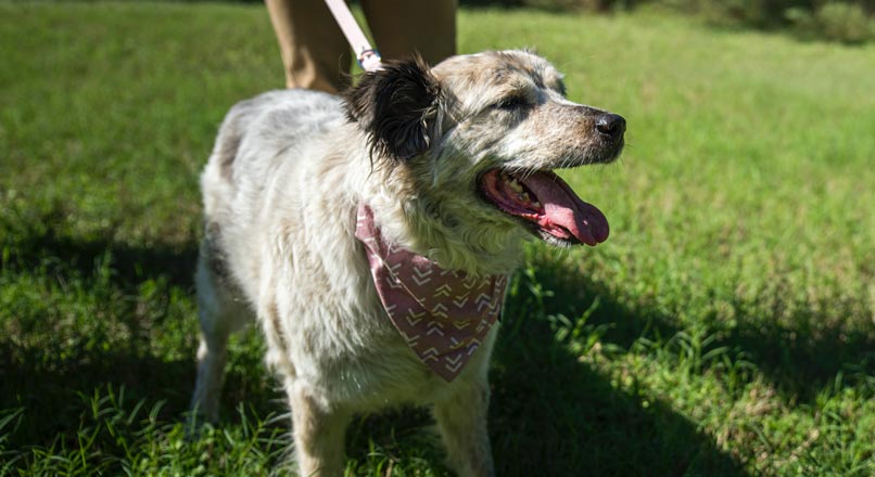 Shaggy dog wearing bandana