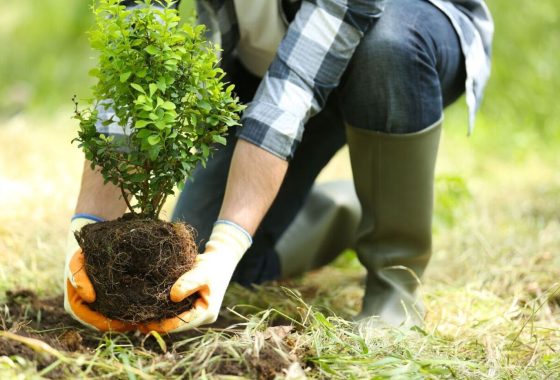 You Don’t Have a Green Thumb? Let us Help!